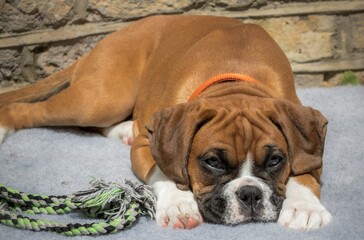Closeup shot of a brown boxer dog lying down and relaxing
