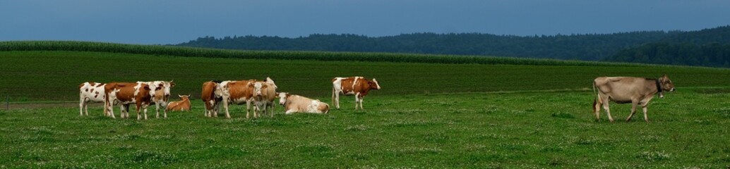 Fototapeta na wymiar Panoramic shot of cowes on a green pasture