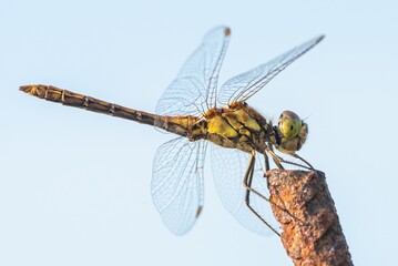 Closeup of a dragonfly captured against a blue sky