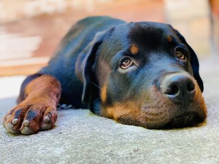 Closeup of adorable black and brown Rottweiler dog lying on the floor with sad eyes