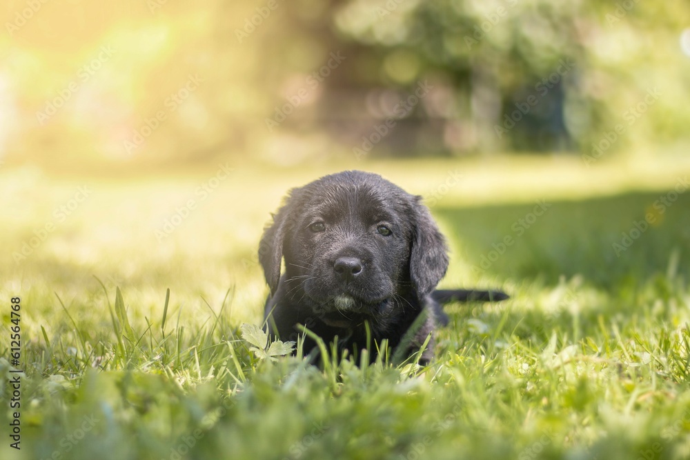 Sticker Cute black Labrador Retriever puppy laying in the field with the bright sunlight in the background