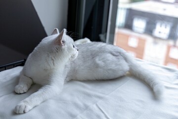 Fototapeta na wymiar White British shorthair cat lying on a white fabric next to the window.