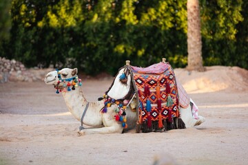 Camel (Camelus) with a saddle resting on the sand with trees in the blurred background