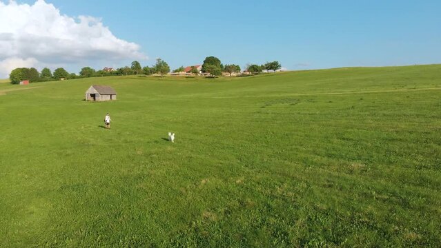 wei&szlig;er Husky Hund und sein Besitzer, ein Junge mit langen Haaren, shorts, einem Achselshirt, einer Umh&auml;ngetasche gehen gemeinsam auf einem Bauernhof Feld auf einer gr&uuml;nen Wiese Gassi im Sommer 4k 