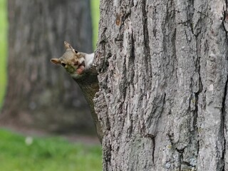 Obraz premium Squirrel holding on nut in its mouth on a tree