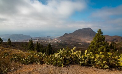 Beautiful shot of dry reeds over a cliff near the shore in Tenerife Island, Spain