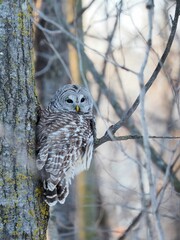 Vertical shot of an owl perched on a leafless tree branch