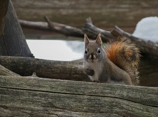 Closeup of a cute squirrel on the wood looking at a camera