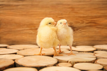 Cute little chicks on wooden table