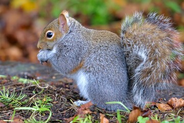 Closeup of an eastern gray squirrel eating from its paws against the blurred background