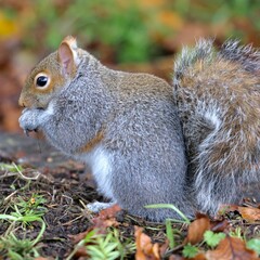 Closeup of an eastern gray squirrel eating from its paws against the blurred background