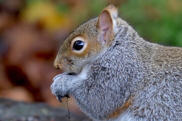 Closeup of an eastern gray squirrel eating from its paws against the blurred background