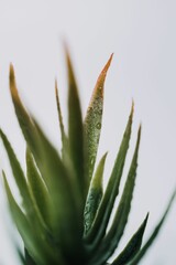 Vertical shot of Aloe
