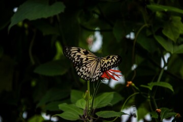 Close-up shot of a Lepidoptera butterfly on a plant