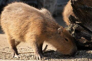 Closeup of a Capybara in its natural habitat