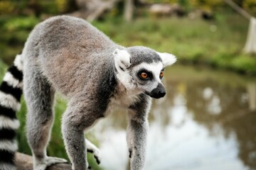 Close-up shot of a ring-tailed lemur