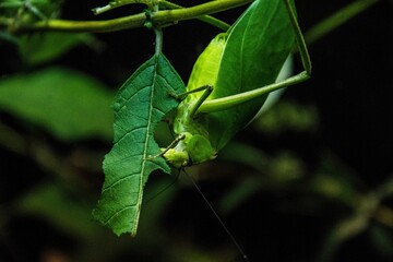 Close-up shot of a green cricket eating a leaf