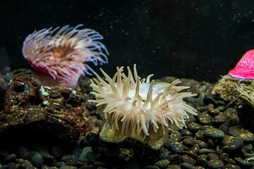 Close-up shot of anemones underwater
