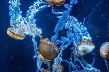 Close-up shot of jellyfish underwater