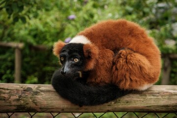Selective focus of red ruffed lemur