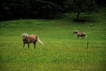Obraz na płótnie Canvas Beautiful shot of two horses on a green field