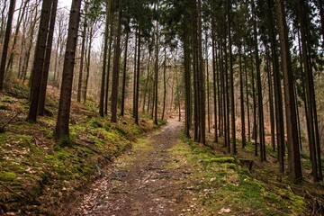 Beautiful shot of a path in a forest with tall trees