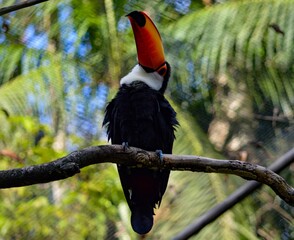 Closeup shot of a toco toucan perched on a branch © Gleboc/Wirestock Creators