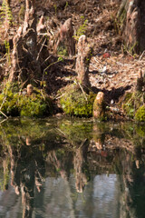 Pond Cypress knees