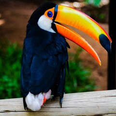 Closeup shot of a toco toucan perched on a branch
