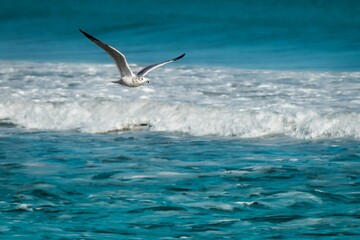Seagull in the over the wavy ocean