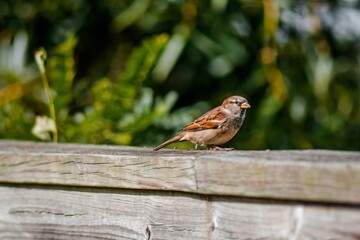 Brown sparrow perching on a wooden fence