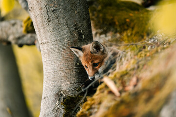 nice shot of a curious young fox Vulpes vulpes in the middle of the sunny forest floor, Slovak wild nature, red fox, useful for magazines,slovakia