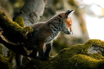 nice shot of a curious young fox Vulpes vulpes in the middle of the sunny forest floor, Slovak wild...