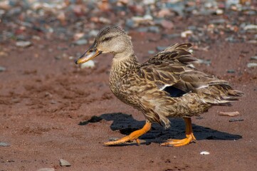 Wild duck walking on the ground with pebbles - Powered by Adobe