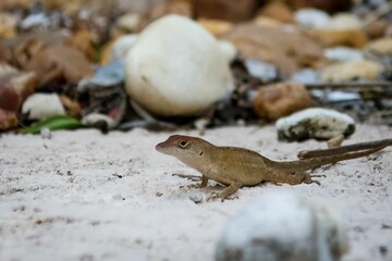 Close-up shot of a small lizard in its natural habitat