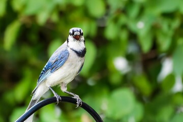Close-up shot of a blue jay perched on a fence