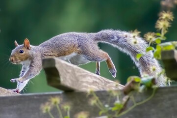 Squirrel standing on a wooden fence