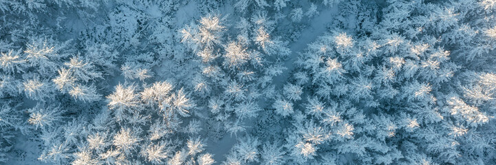 Fototapeta na wymiar Beautiful winter forest landscape. Top view of snow-covered larches. The tops of the trees are illuminated at sunrise. Aerial view of the amazing northern nature. Vacation in nature. Wide background.