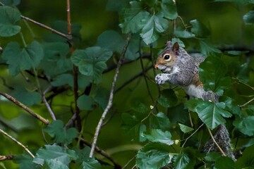 Close-up shot of a squirrel on a tree in the forest