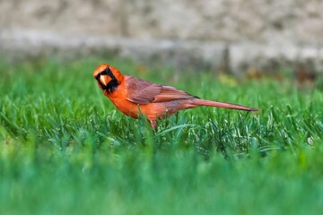 Closeup of a red Northern cardinal perched in green grass