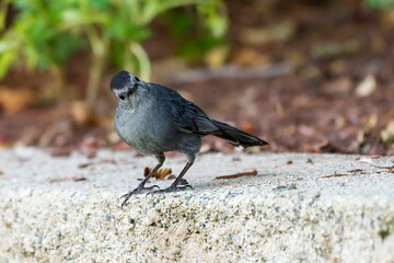 Closeup of a Gray catbird perched on a stone