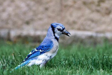 Blue jay bird on green grass.