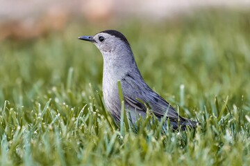 Gray catbird perching on grassland