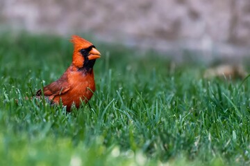 Closeup of a red Northern cardinal perched in green grass
