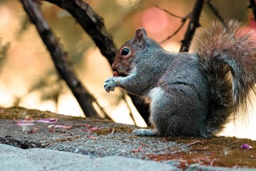Squirrel standing on a stone in the forest