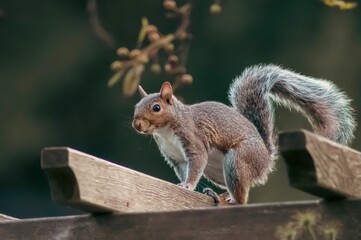 Brown squirrel perching on wood