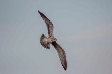 Large herring gull flying with a dull sky in the background