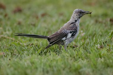 Gray Mimus keeping bee in beak