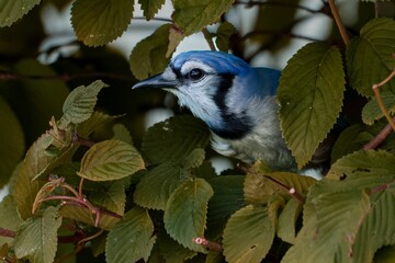 Closeup of the blue jay (Cyanocitta cristata) in the green leaves looking aside