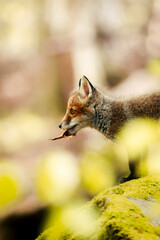nice shot of a curious young fox Vulpes vulpes in the middle of the sunny forest floor, Slovak wild nature, red fox, useful for magazines,slovakia